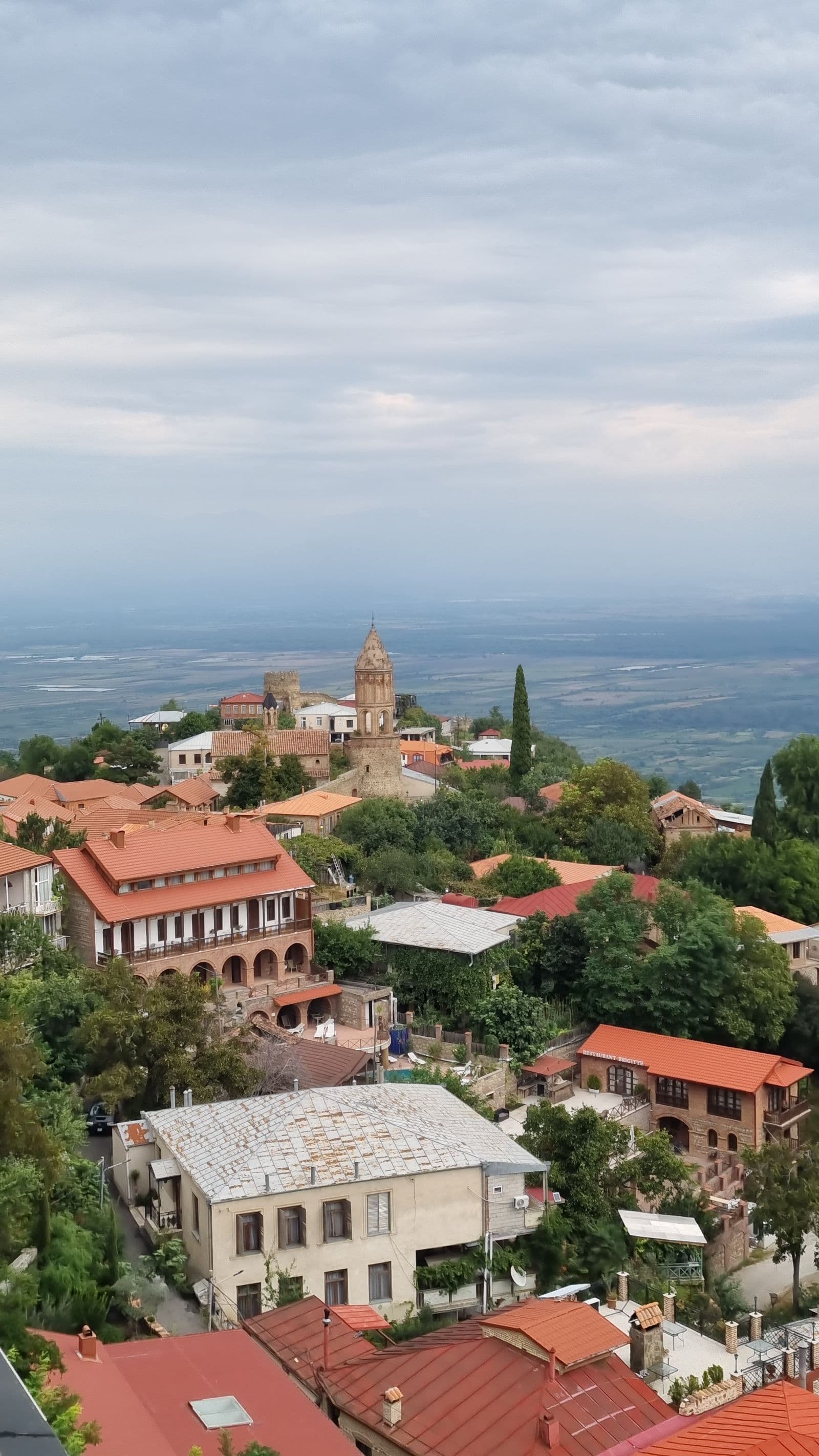 ალაზნის ველის ვენახები, უკან კავკასიონით